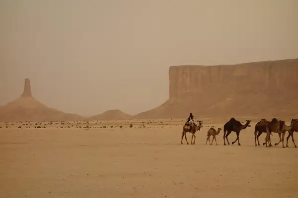 قافلة جمال في صحراء شمال غرب السعودية قرب تبوك، حيث تُبنى مشاريع نيوم والبحر الأحمر